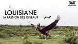 Louisiane, la passion des oiseaux