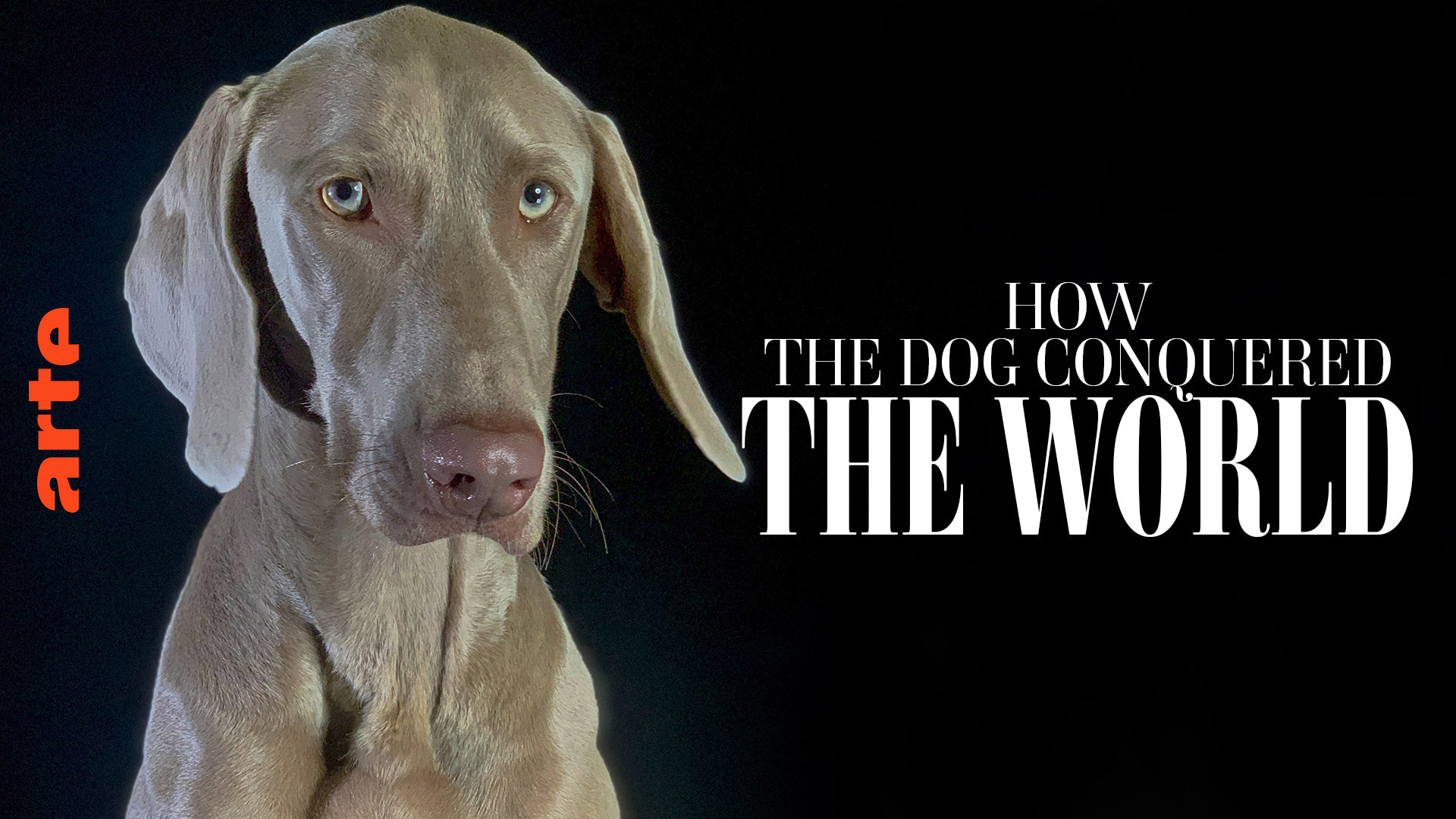 Dog show documentary online