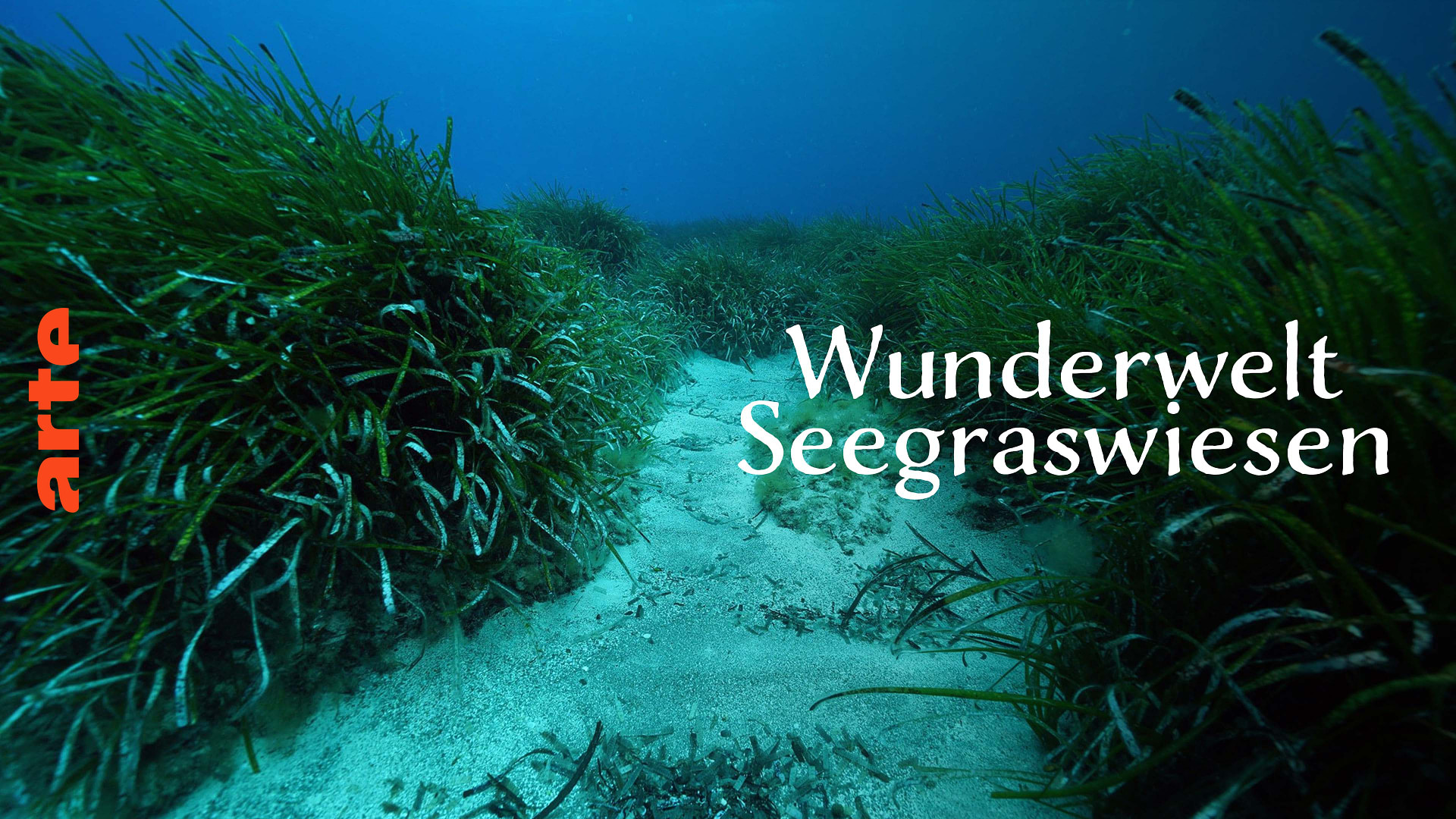Wunderwelt Seegraswiesen Klimaretter, Kinderstube, Küstenschutz