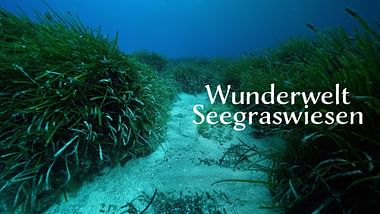 Seegraswiese unter Wasser und Titel Wunderwelt Seegraswiesen