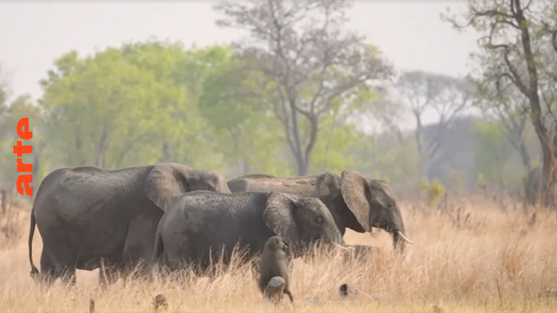 Simbabwe rettet die Savanne