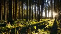 Le murmure de la forêt - quand les arbres parlent en streaming