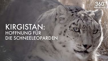 Hoffnung für die Schneeleoparden.