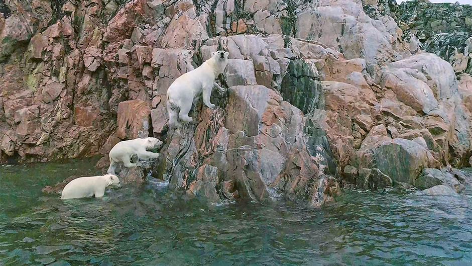 Faszination Arktis – Tauchgang unter dünnem Eis (SWR – 2019) 