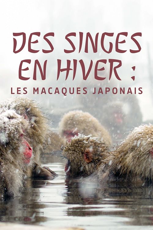 Des singes en hiver : les macaques japonais.