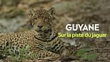 Guyane - Sur la piste du jaguar