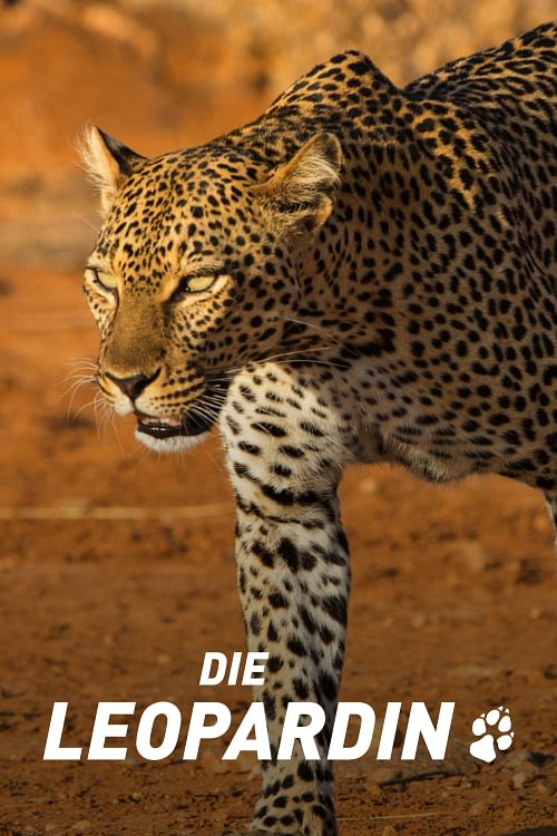 Die Leopardin.
