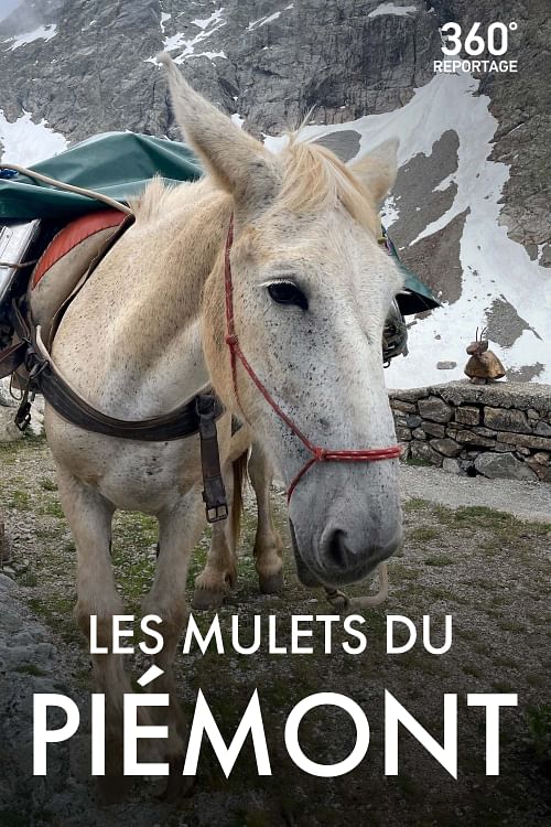 360° Reportage.