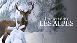 Un hiver dans les Alpes