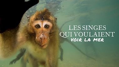 Les singes qui voulaient voir la mer.