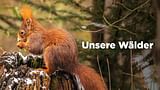 Unsere Wälder