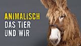 Animalisch