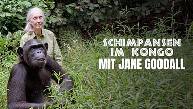 Schimpansen im Kongo mit Jane Goodall