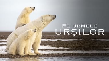 Pe urmele urșilor.