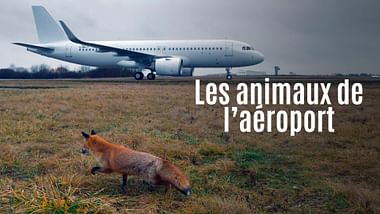 Les animaux de l’aéroport