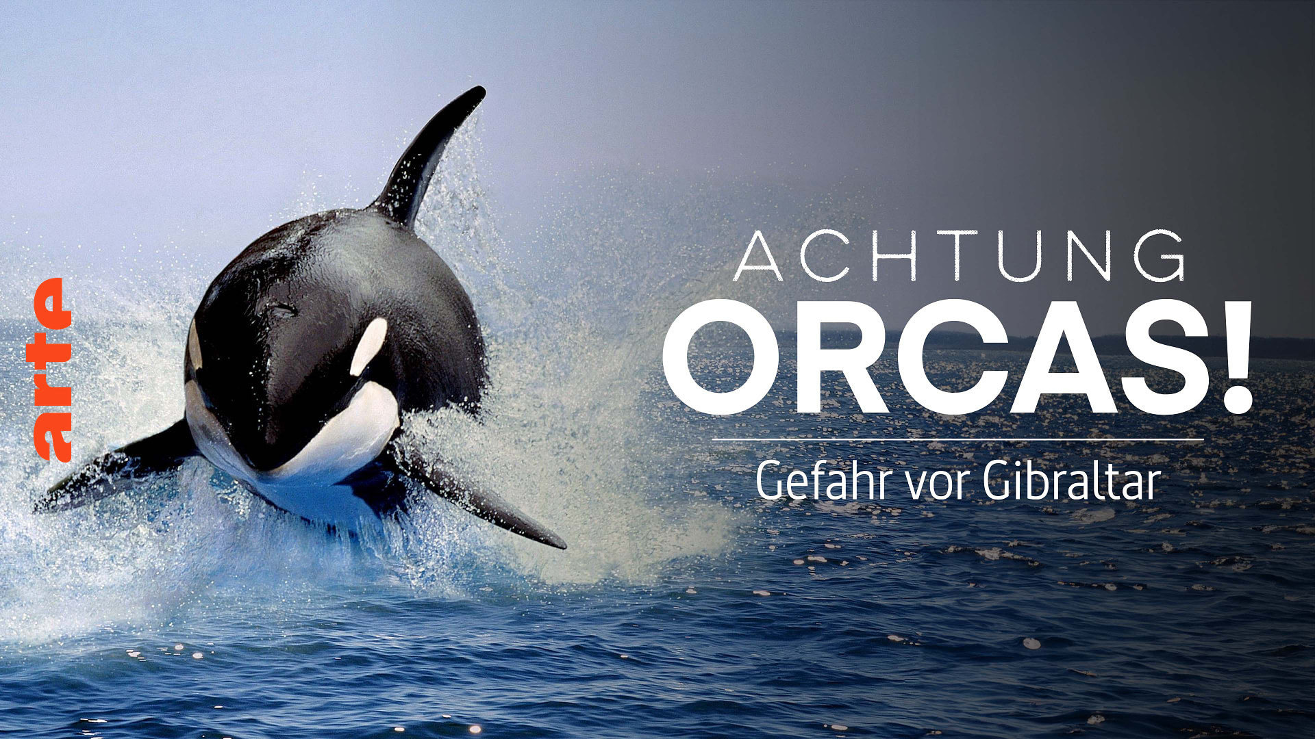 Achtung Orcas!