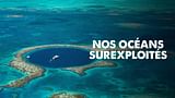 Nos océans surexploités