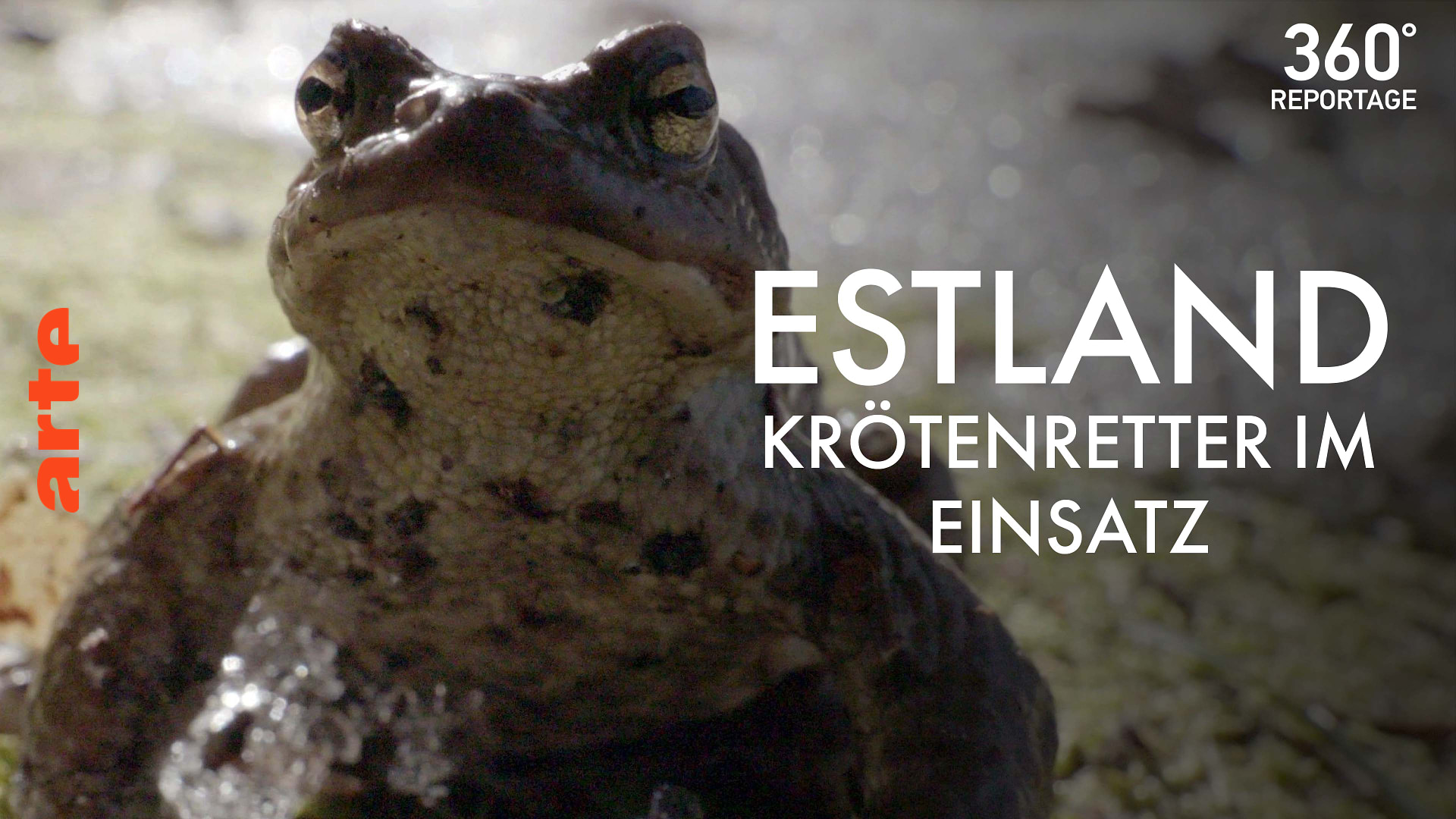 Estland: Krötenretter im Einsatz