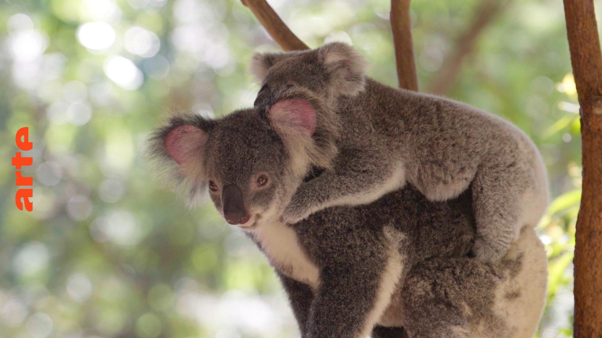 Der Koala, das süße Wundertier Australiens