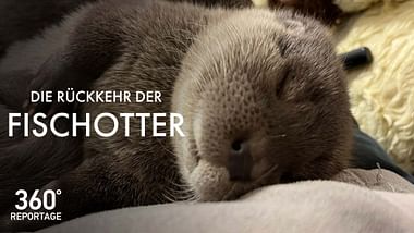 Die Rückkehr der Fischotter.