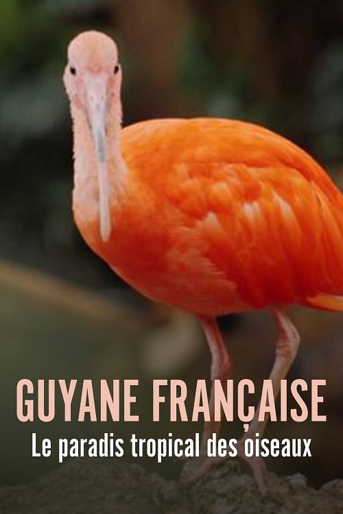 Guyane française - Le paradis tropical des oiseaux.