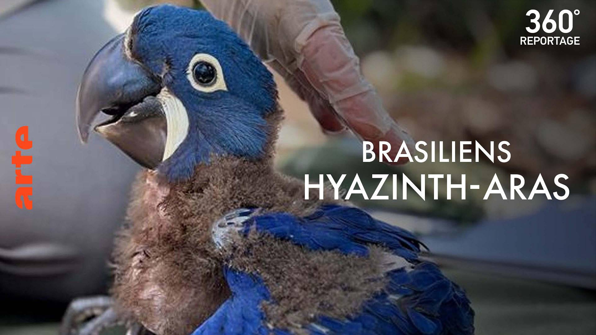 Brasilien: Neue Hoffnung für die Hyazintharas
