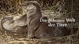 Die geheime Welt der Tiere