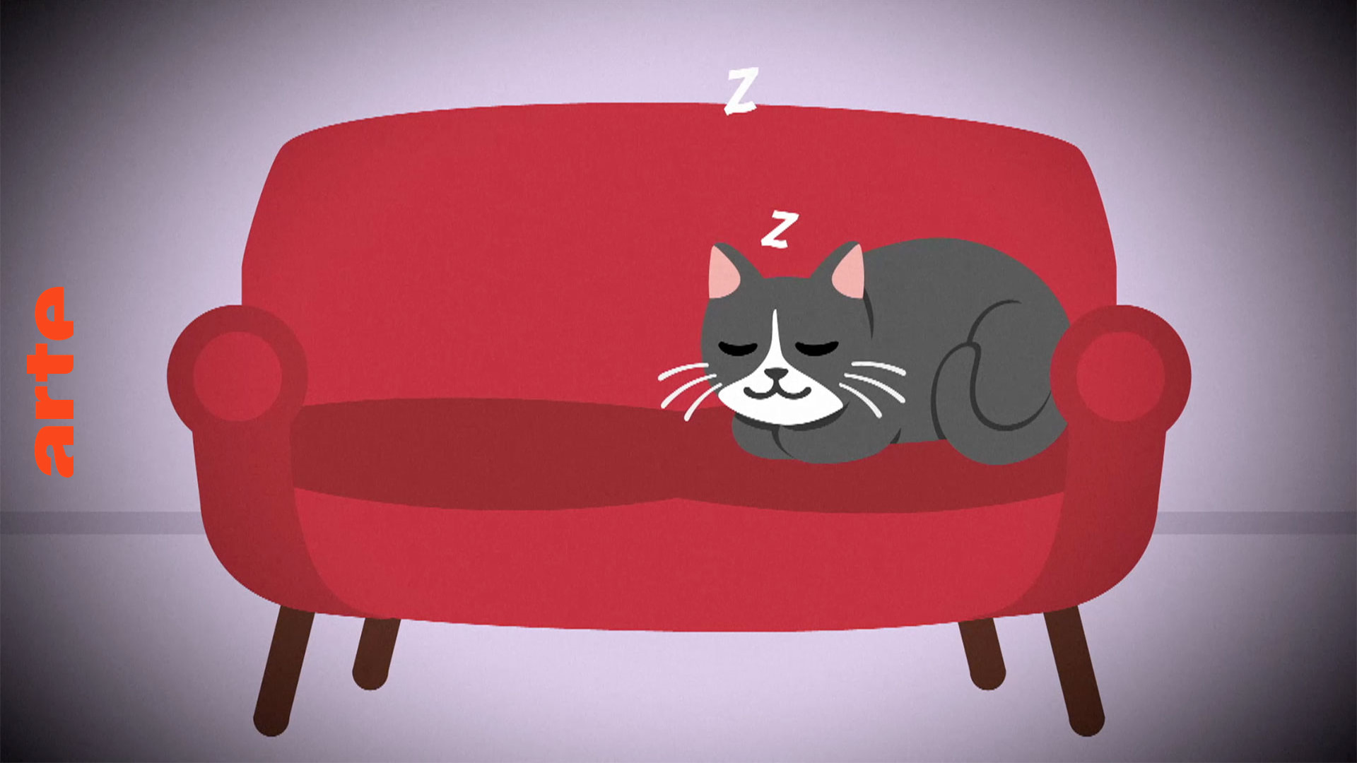 Warum schlafen Katzen mehr als Menschen?