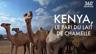 Kenya, le pari du lait de chamelle