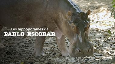 Les hippopotames de Pablo Escobar.