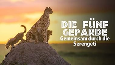 Die fünf Geparde