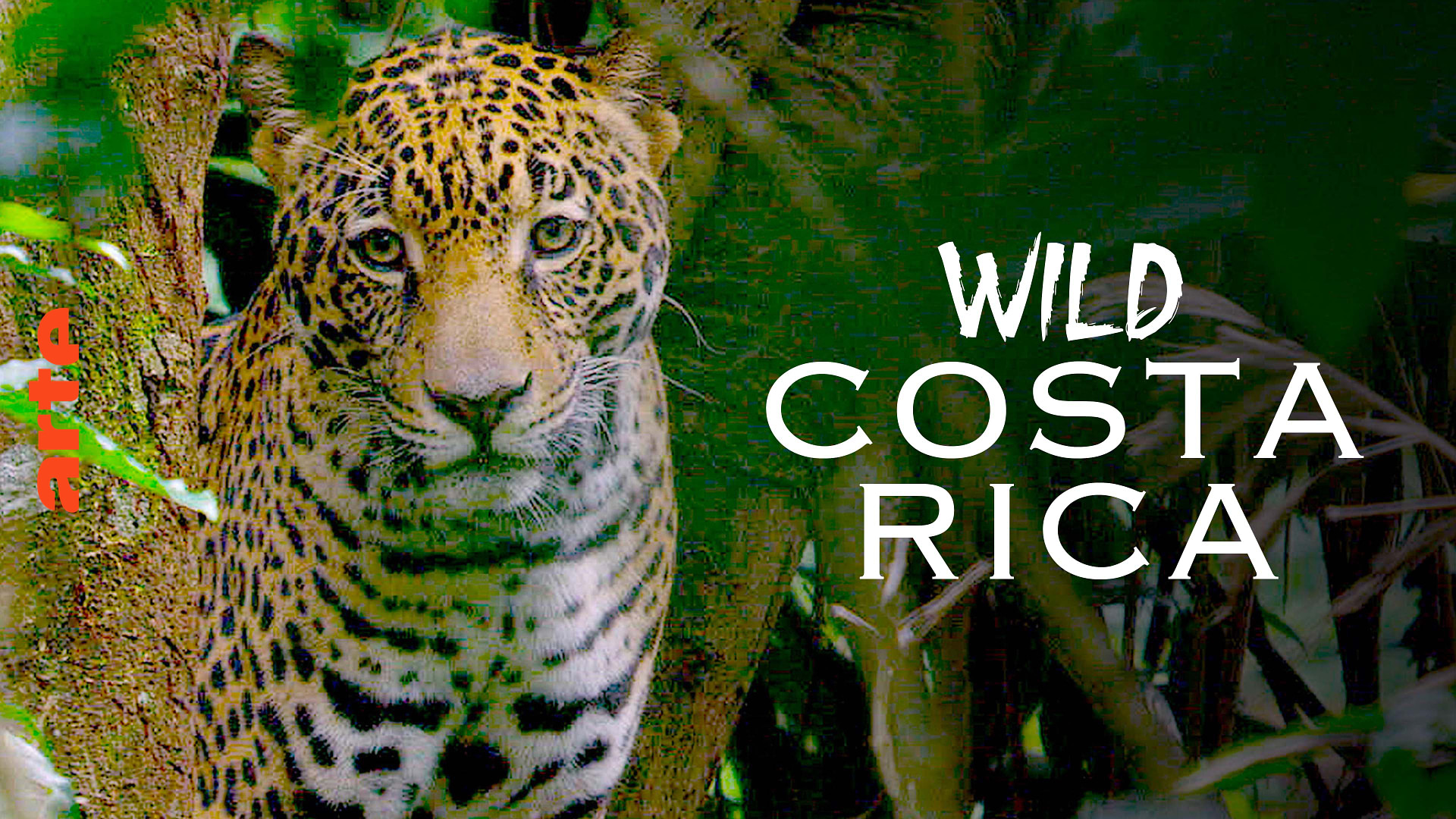 Wild Costa Rica - A Sanctuary of Biodiversity - Watch the full documentary  | ARTE in English