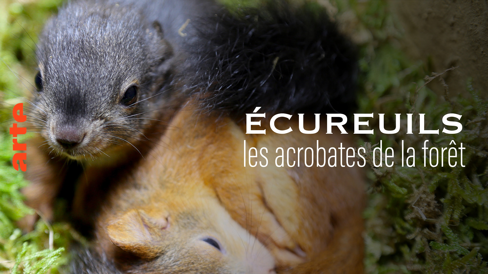 Ecureuil: Le farfadet de la forêt