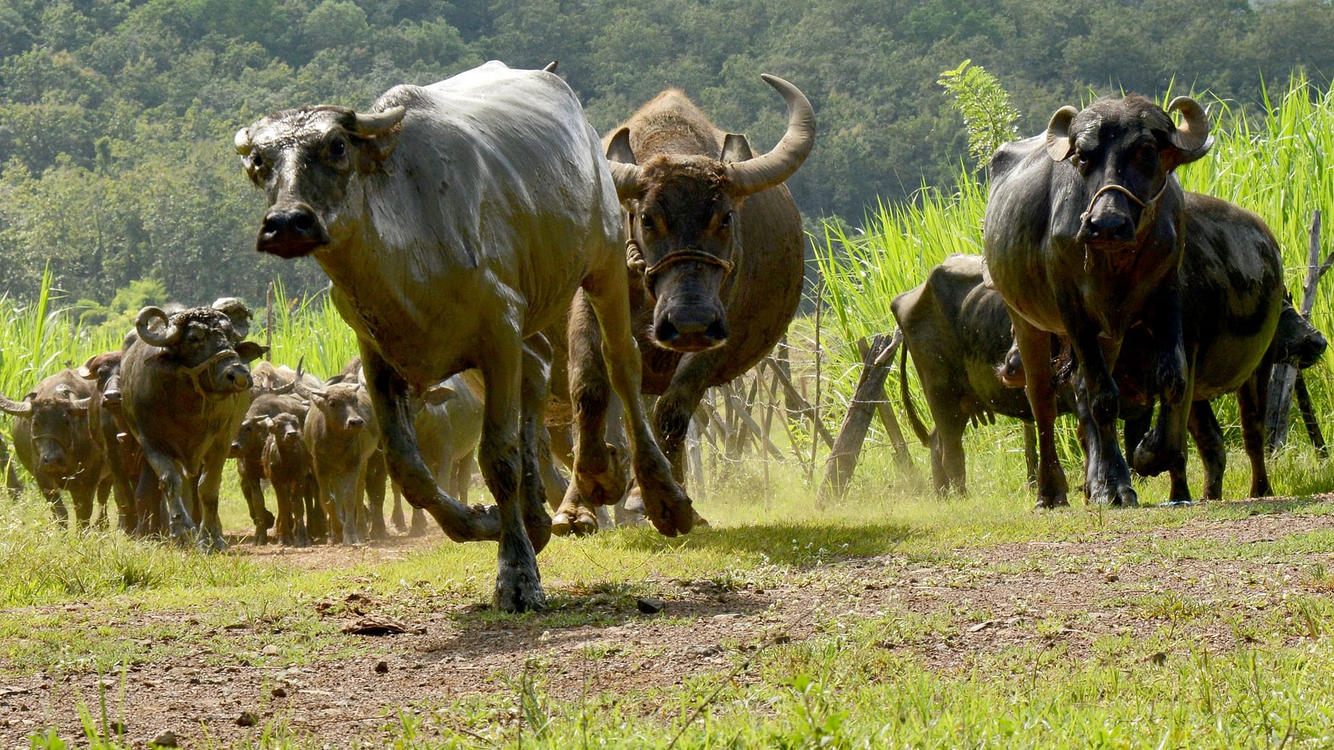 360° Reportage - Les Buffles, L’avenir Pour Le Laos ? - Regarder Le ...