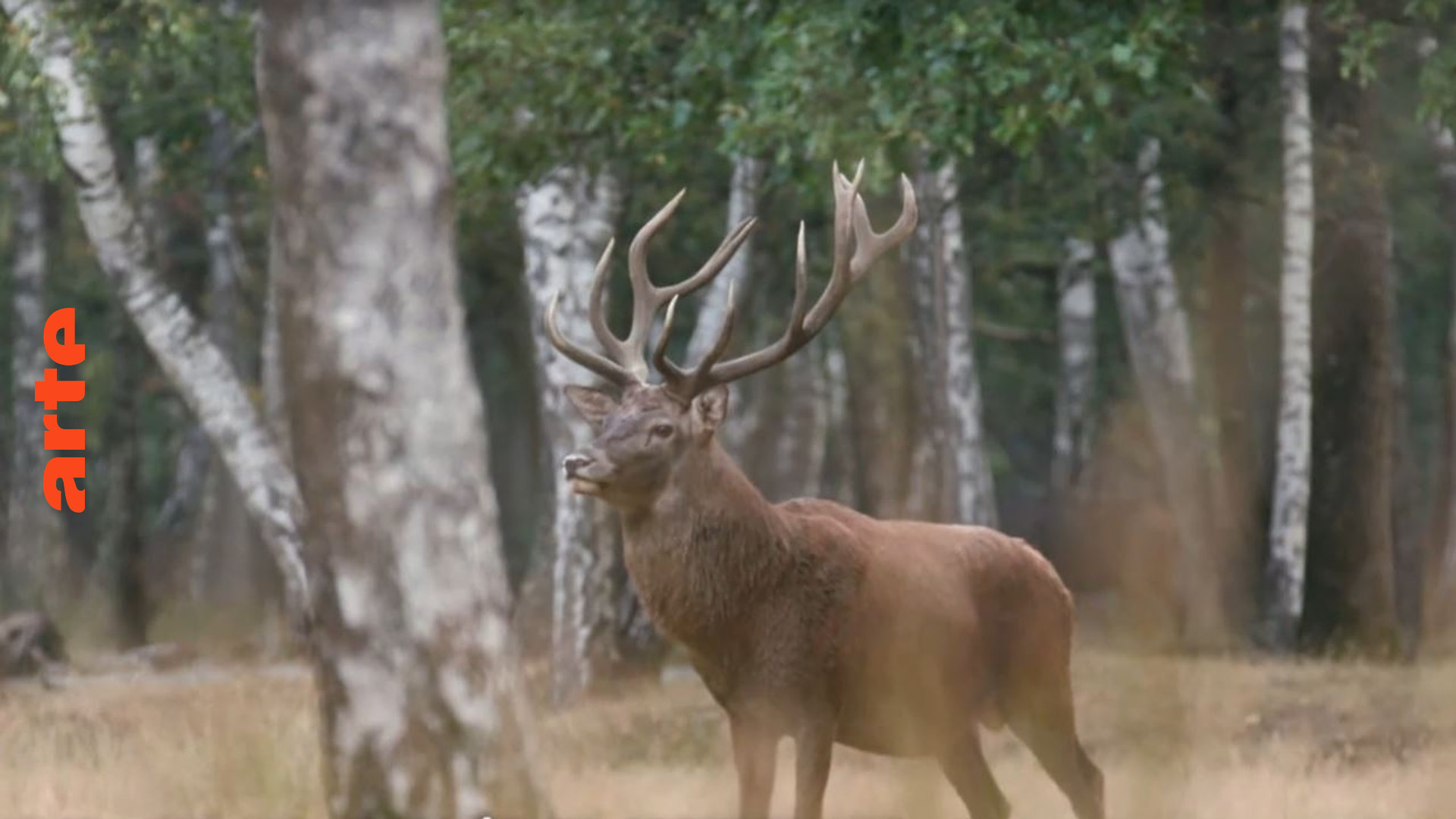 Der Hirsch, König des Waldes von Rambouillet