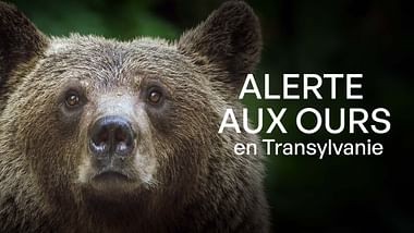 Alerte aux ours en Transylvanie