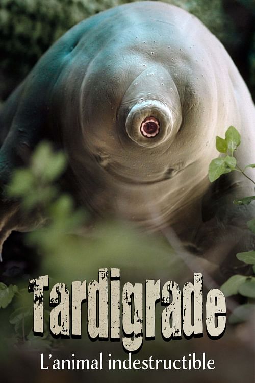 Tardigrade, l'animal indestructible.