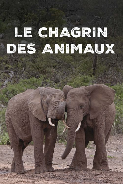 Le chagrin des animaux : mythe ou réalité ?.