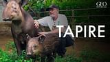 Tapire