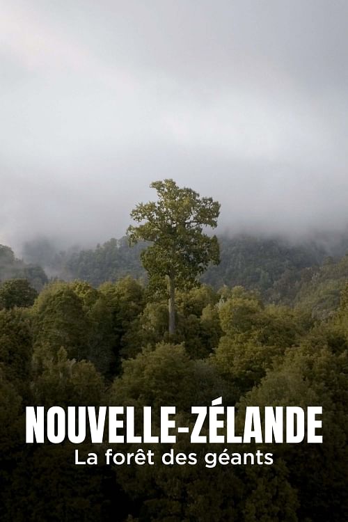 Nouvelle-Zélande, la forêt des géants.