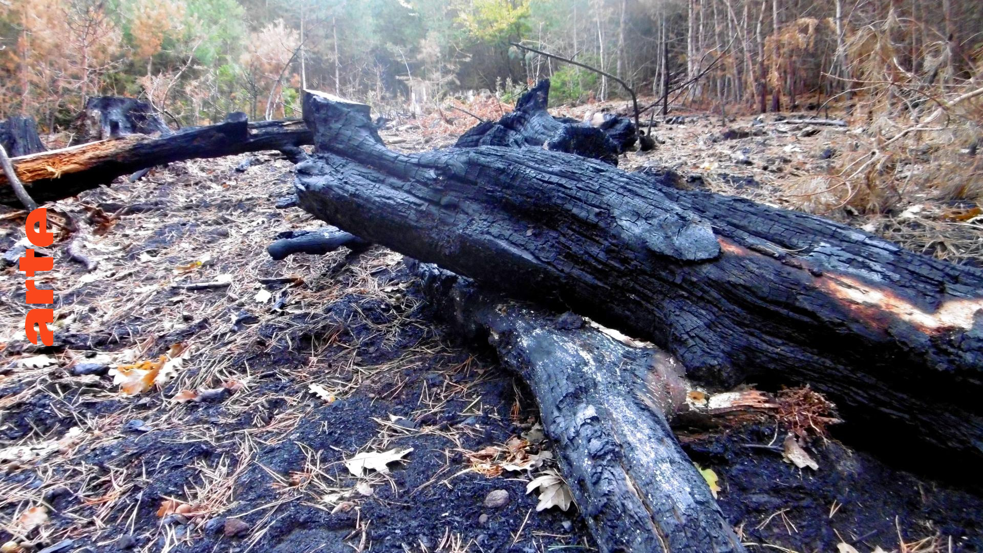 Frankreich: Wenn Bäume dürsten, brennt bald der Wald (2020)