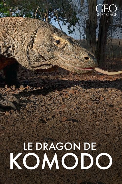 Le dragon de Komodo.