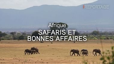 Afrique : safaris et bonnes bonnes affaires.