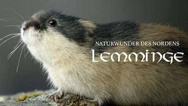 Lemminge