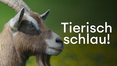 Tierisch schlau!.