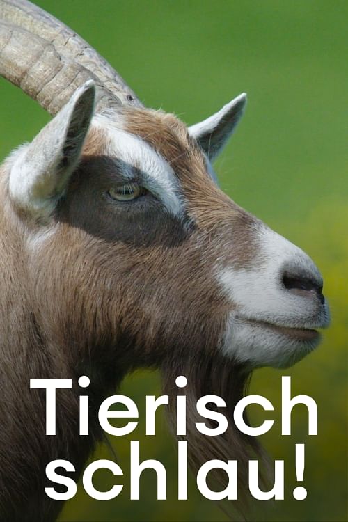 Tierisch schlau!.