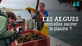 Les algues vont-elles sauver la planète ? - 42 - La réponse à presque tout
