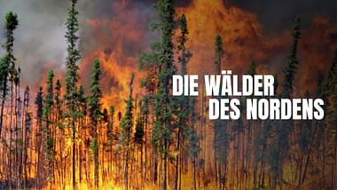 Die Wälder des Nordens