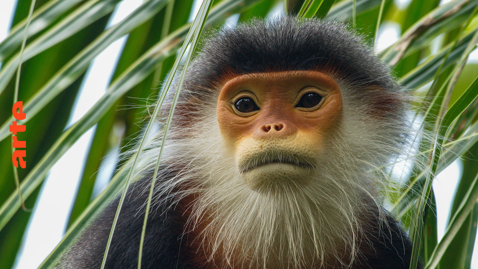 Vietnam, Brücken bauen für bedrohte Affen