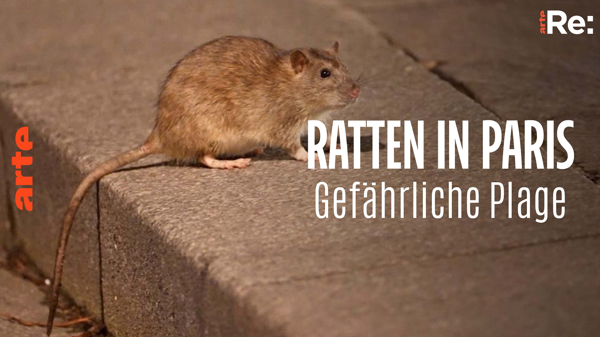 Re: Ratten in Paris